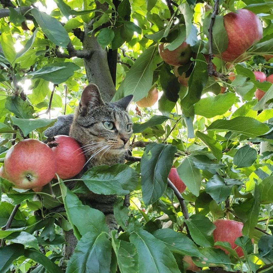 Mareinhof Vetzan-Apples,Apartment&More ซีลันโดร ภายนอก รูปภาพ